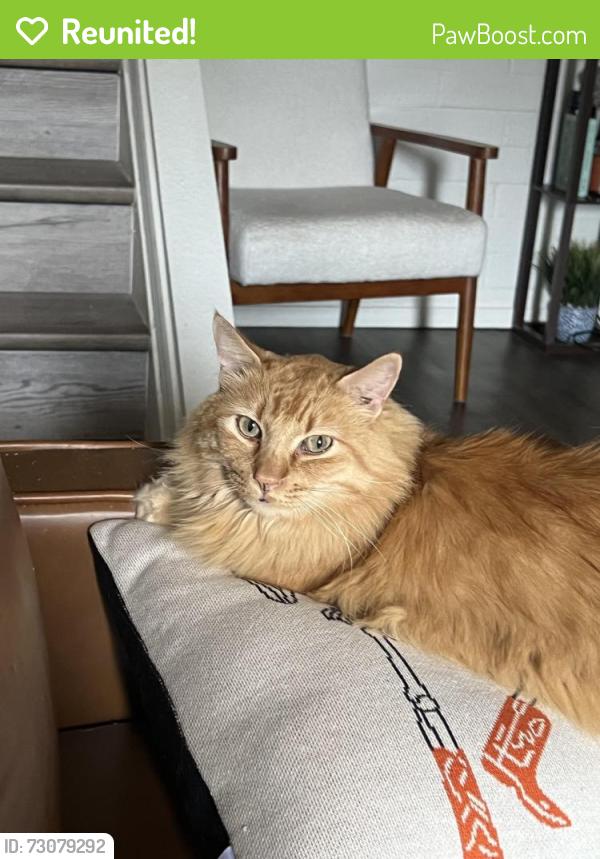 Reunited Male Cat last seen 35th Ave and Northern Ave, Phoenix, AZ 85051
