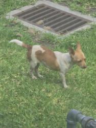 Found/Stray Unknown Dog last seen 23rd St N and 12th Ave N, Texas City, TX 77590