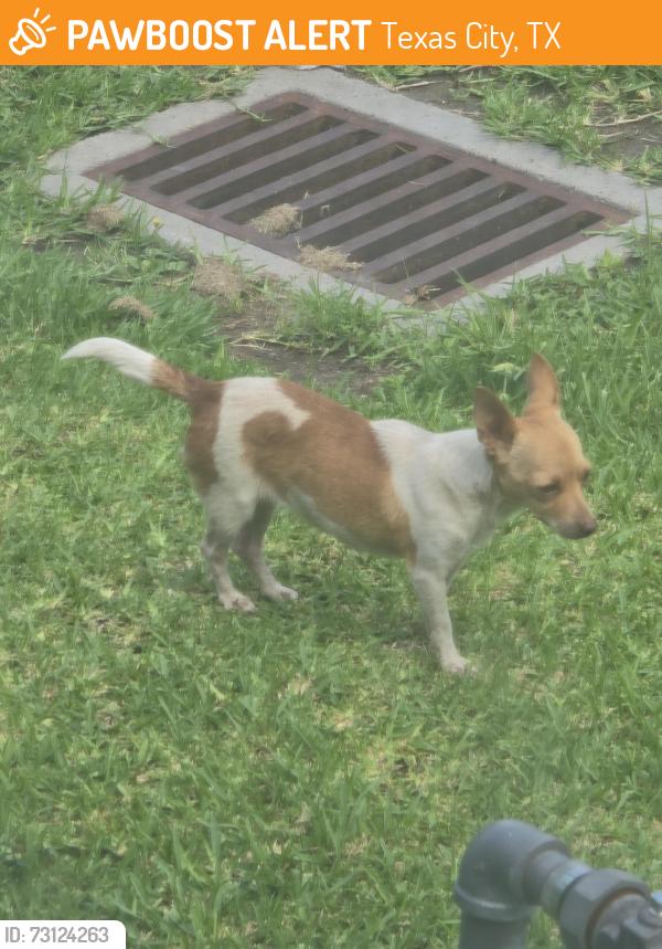 Found/Stray Unknown Dog last seen 23rd St N and 12th Ave N, Texas City, TX 77590