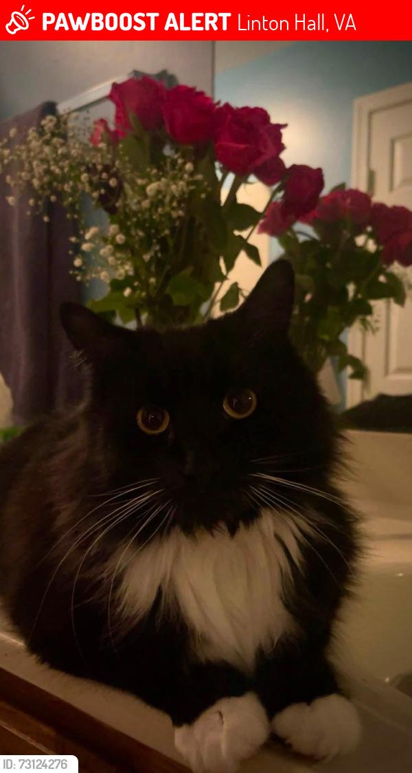 Lost Male Cat last seen Victory Lakes, Linton Hall, VA 20136