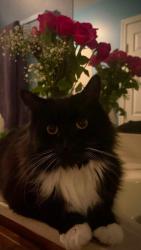 Lost Male Cat last seen Victory Lakes, Linton Hall, VA 20136