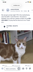 Lost Male Cat last seen Newhall DMV, Santa Clarita, CA 91321