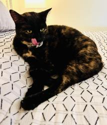 Reunited Female Cat last seen Yale and Quebec, Four Square Mile, CO 80231