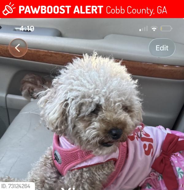 Lost Female Dog last seen Near hickory grove, Cobb County, GA 30102