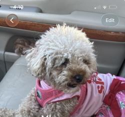 Lost Female Dog last seen Near hickory grove, Cobb County, GA 30102