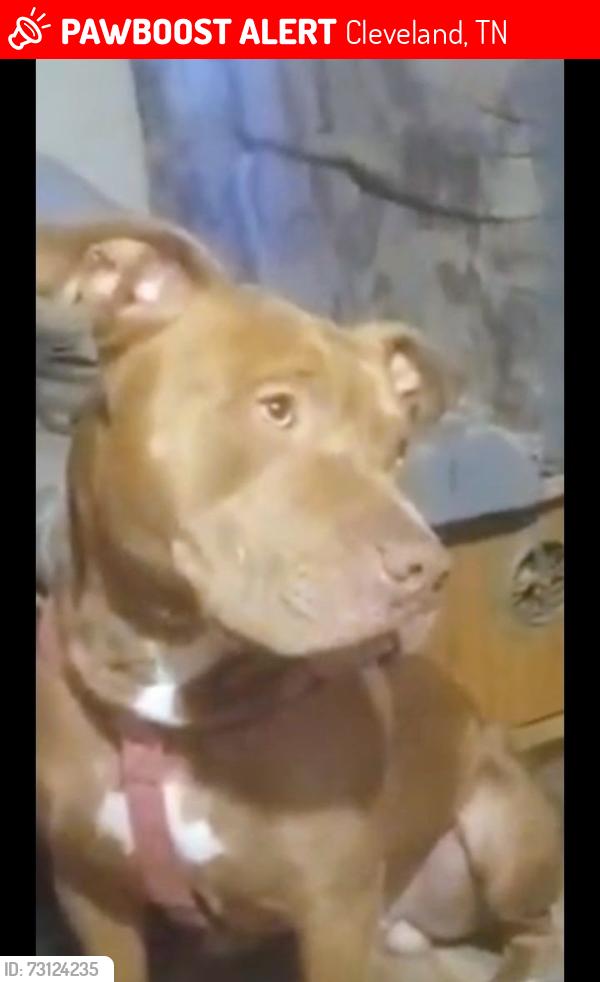 Lost Male Dog last seen Old Powerline Rd NE, Cleveland, TN 37364