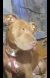 Lost Male Dog last seen Old Powerline Rd NE, Cleveland, TN 37364