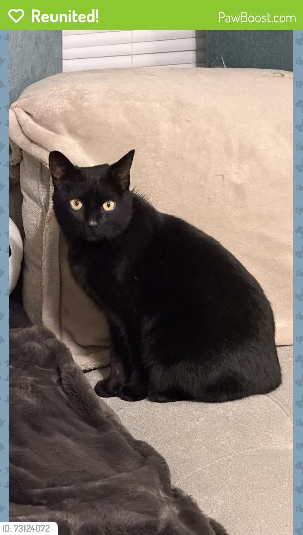 Reunited Female Cat last seen East Southport and S Franklin road, Indianapolis, IN 46259