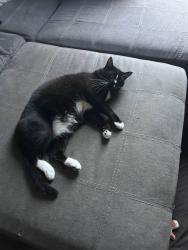 Lost Male Cat last seen Near sewell ave hse, Midlothian, TX 76065