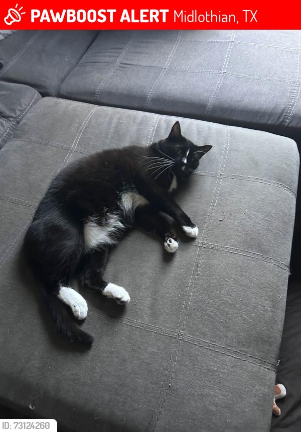 Lost Male Cat last seen Near sewell ave hse, Midlothian, TX 76065