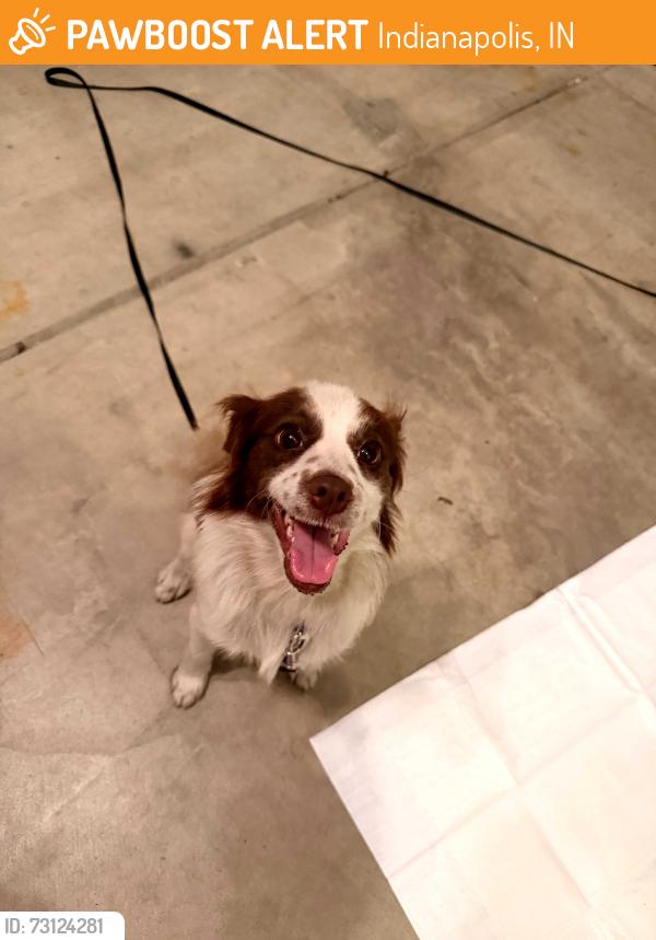 Found/Stray Female Dog last seen Kentucky Ave & Harding Street, Indianapolis, IN 46221