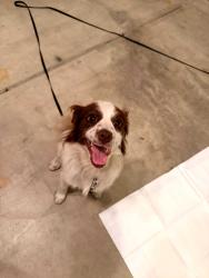 Found/Stray Female Dog last seen Kentucky Ave & Harding Street, Indianapolis, IN 46221
