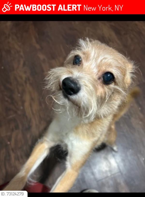 Lost Male Dog last seen 135th and Amsterdam Avenue , New York, NY 10027