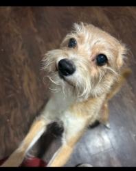 Lost Male Dog last seen 135th and Amsterdam Avenue , New York, NY 10027