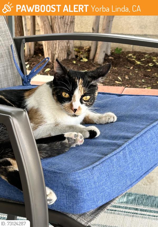 Found/Stray Female Cat last seen Valley View and Bastanchury Rd, Yorba Linda, CA 92887