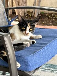 Found/Stray Female Cat last seen Valley View and Bastanchury Rd, Yorba Linda, CA 92887