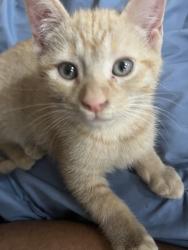 Reunited Male Cat last seen Near Parade Rd, Warwick, RI 02886, USA, Warwick, RI 02886