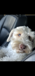 Lost Male Dog last seen Veterans and trenton, Edinburg, TX 78542