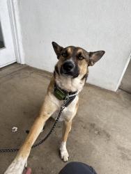 Lost Male Dog last seen Brookeshire and 485, Charlotte, NC 28216