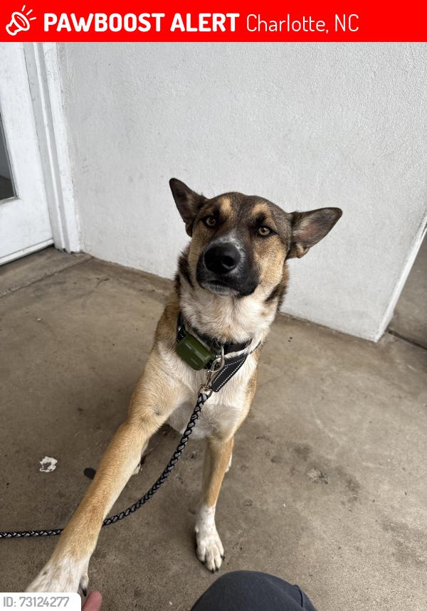 Lost Male Dog last seen Brookeshire and 485, Charlotte, NC 28216