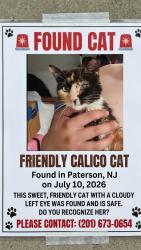 Found/Stray Female Cat last seen Paterson NJ, Paterson, NJ 07505