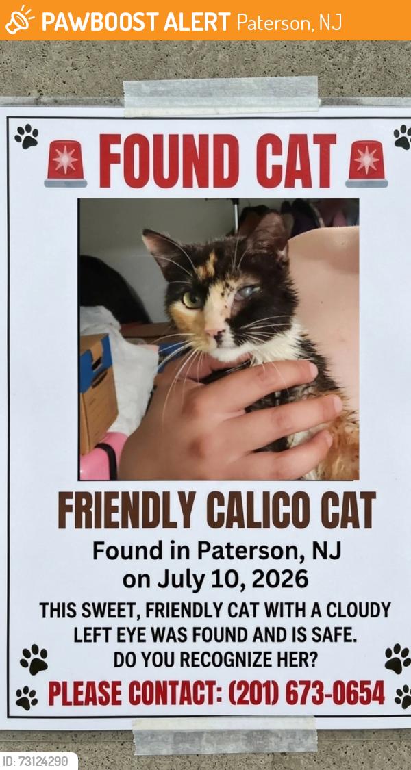 Found/Stray Female Cat last seen Paterson NJ, Paterson, NJ 07505