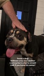 Found/Stray Male Dog last seen 13th & Lewis, Tulsa, OK 74104
