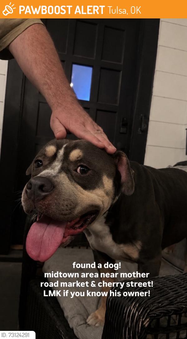 Found/Stray Male Dog last seen 13th & Lewis, Tulsa, OK 74104