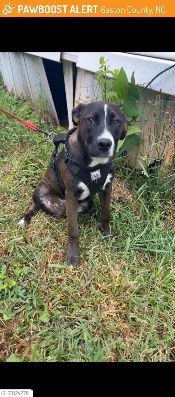 Found/Stray Male Dog last seen Mauney road Dallas Cherryville highway, Gaston County, NC 28016