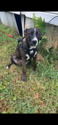 Found/Stray Male Dog last seen Mauney road Dallas Cherryville highway, Gaston County, NC 28016