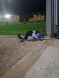 Found/Stray Unknown Cat last seen Willow Rd & Evandale St, Jonesboro, AR 72401