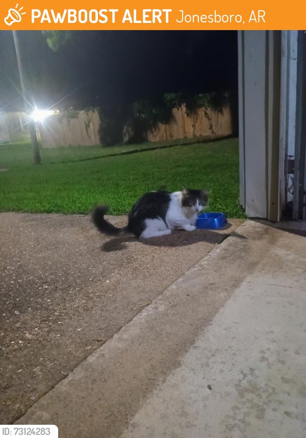 Found/Stray Unknown Cat last seen Willow Rd & Evandale St, Jonesboro, AR 72401