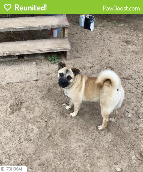 Reunited Female Dog last seen Mann rd And ditto rd poteet tx, Poteet, TX 78065