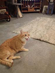 Lost Male Cat last seen Hinckley casino, Hinckley, MN 55037