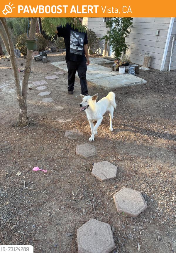 Found/Stray Female Dog last seen Alessandro Trails x Friendly Drive, Vista, CA 92084