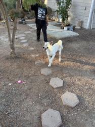 Found/Stray Female Dog last seen Alessandro Trails x Friendly Drive, Vista, CA 92084