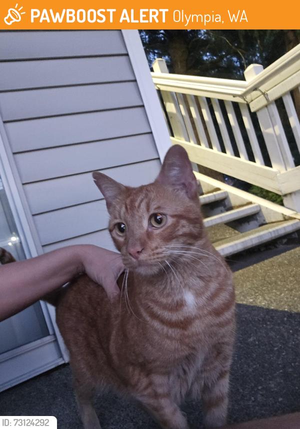 Found/Stray Male Cat last seen Cambridge court apartments, Olympia, WA 98502
