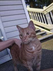 Found/Stray Male Cat last seen Cambridge court apartments, Olympia, WA 98502