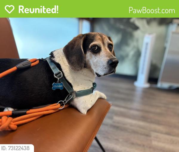 Reunited Male Dog last seen Near Peregrine St, Virginia Beach, VA 23462, USA, Virginia Beach, VA 23462