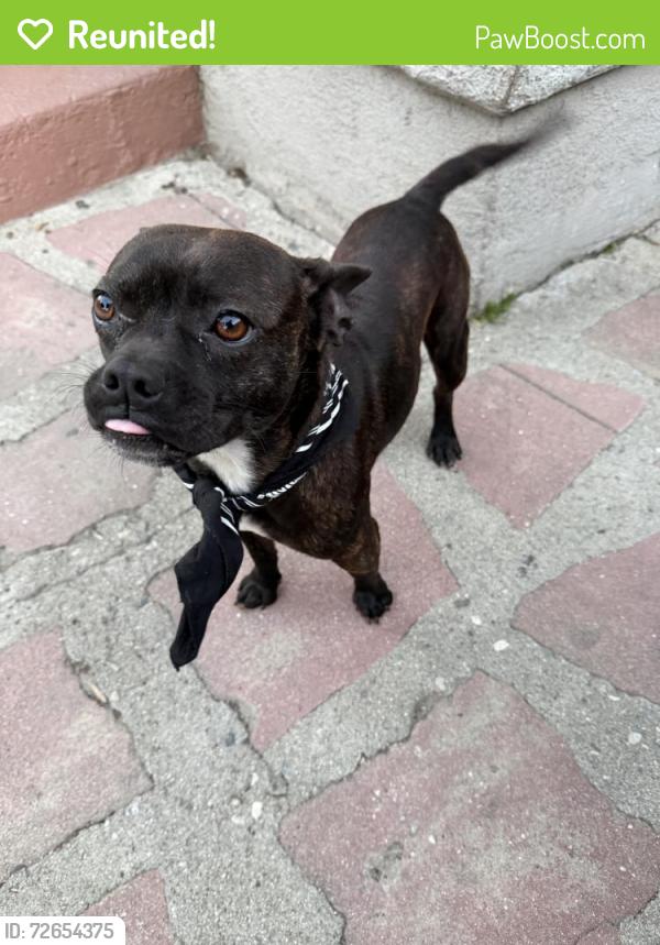 Reunited Male Dog last seen Near Blanchard St, Los Angeles, CA 90063, USA, Los Angeles, CA 90063