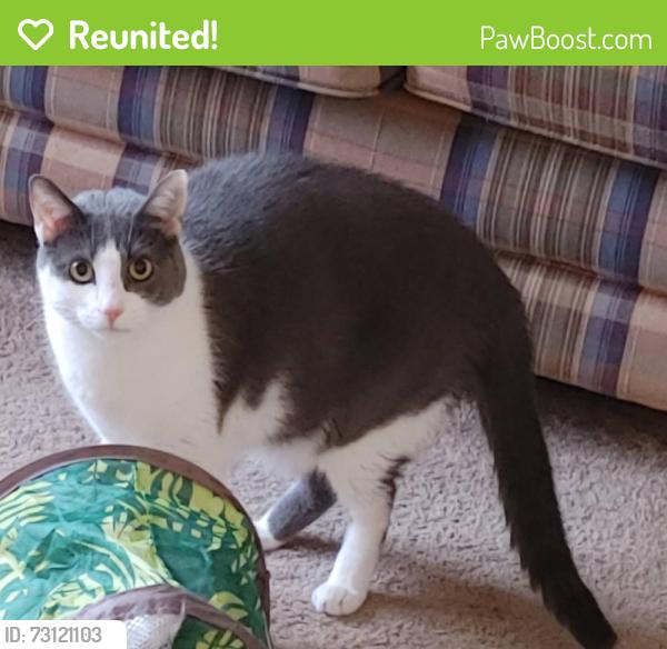 Reunited Male Cat last seen Quellen Blvd, Barringer ct, Maineville, OH 45039