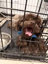 Reunited Male Dog last seen Near w encanto blvd, Phoenix, AZ 85037