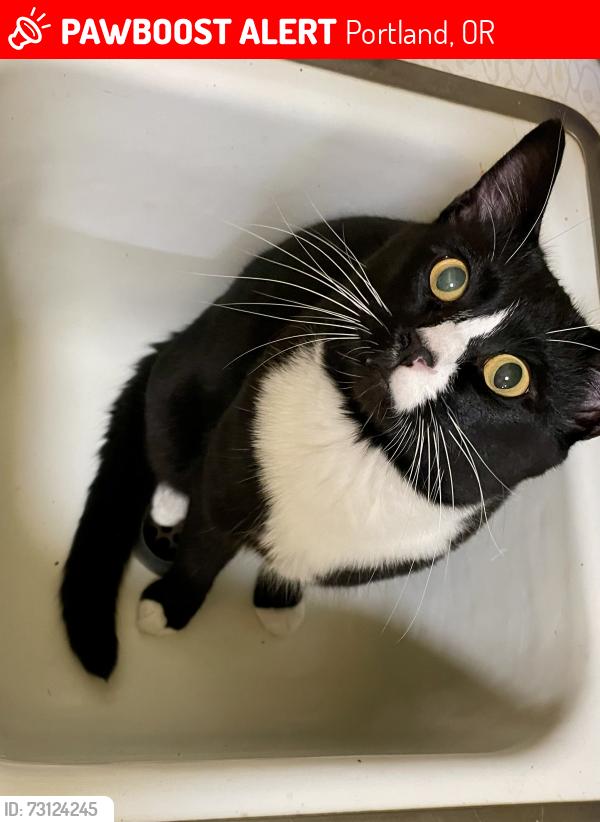 Lost Male Cat last seen Between SW Scholls Ferry Rd and Garden Home Rd on Bohmann PKWY, Portland, OR 97223