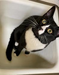 Lost Male Cat last seen Between SW Scholls Ferry Rd and Garden Home Rd on Bohmann PKWY, Portland, OR 97223