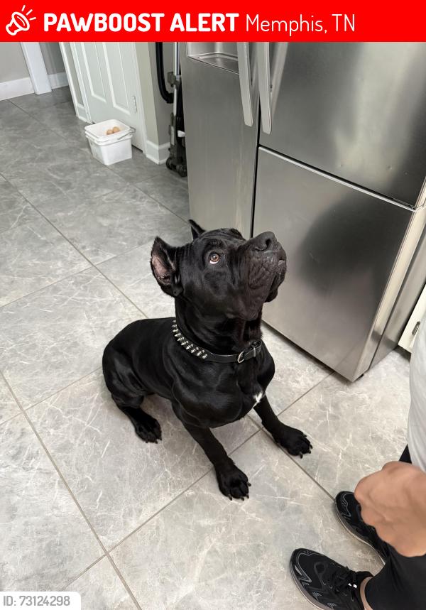 Lost Male Dog last seen Trinity rd and tealwood ln, Memphis, TN 38018