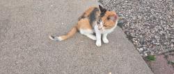 Reunited Unknown Cat last seen Victoria and Milton, Saint Paul, MN 55117