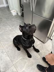 Lost Male Dog last seen Trinity rd and tealwood ln, Memphis, TN 38018
