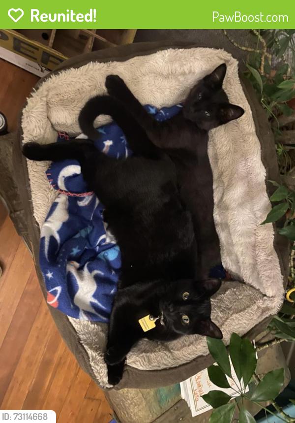 Reunited Female Cat last seen Pierce & 6th, Loveland, CO 80537
