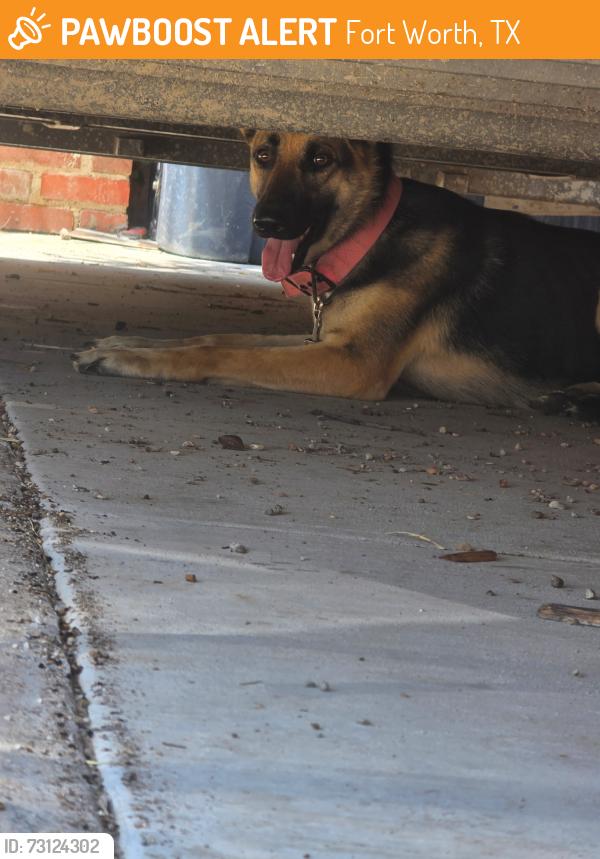 Found/Stray Unknown Dog last seen Boca raton, Fort Worth, TX 76112