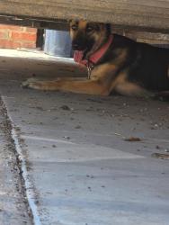 Found/Stray Unknown Dog last seen Boca raton, Fort Worth, TX 76112